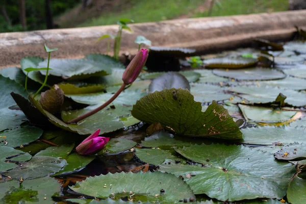 Primer Plano Estanque Artificial Con Lirio Agua — Foto de Stock