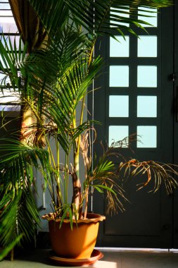 Kapalı bir kaptaki palmiye ağacına yakın plan.