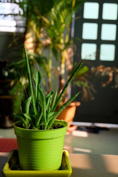 Primo Piano Aloe Una Piccola Pentola — Foto Stock