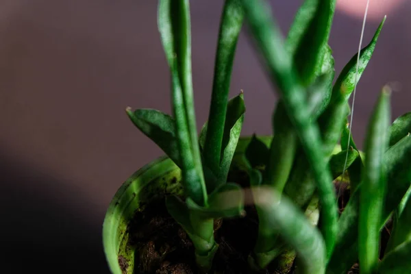 Close Aloe Uma Panela Pequena — Fotografia de Stock