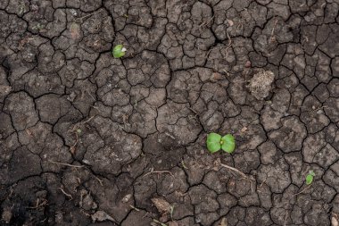 Maydanozun taze filizleri baharda bir serada toprakta yetişir. Yüzeyin derinliği. Seçici odaklanma. Çatlaklarda kuru toprak. Kara toprak.