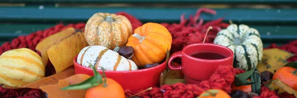 Cozy autumn still life. Composition with red mug of coffee, pumpkins, chestnuts, clementines and red scarf. Banner