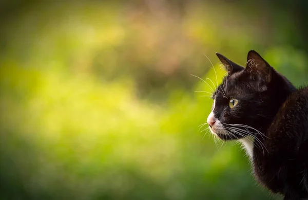 Schwarze Katze Und Grün Und Gelb Verschwommener Hintergrund Toda — Stockfoto