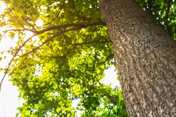 Ağaç manzarasının altında. Ağaçta turuncu ışık var.