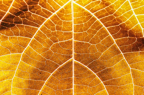 Hoja Amarilla Con Fondo Textura Tallo — Foto de Stock