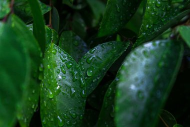 Koyu kenarlı yeşil yaprağın üzerine çiy damlası