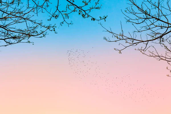 Pássaro Céu Cor Azul Rosa Com Arbusto Seco — Fotografia de Stock