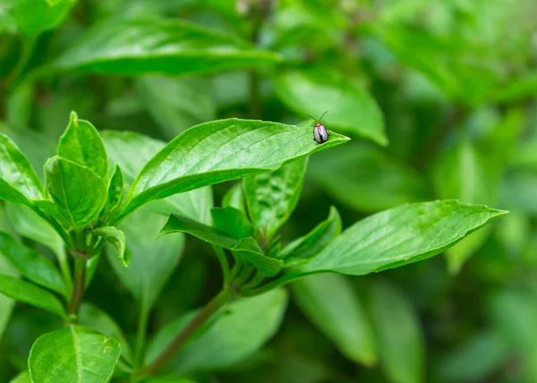 Kumbang Abu Abu Kecil Pada Daun Basil Hama Serangga — Stok Foto