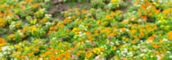 ぼやけてカラフルな花の背景自然 — ストック写真