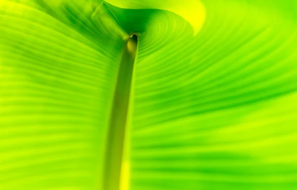 Fondo Hoja Plátano Verde Abstracto — Foto de Stock