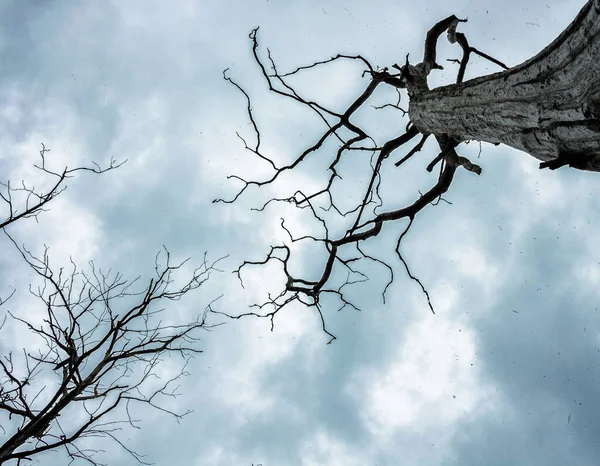 Árvore Morta Céu Brilhante Com Cinzas Céu — Fotografia de Stock