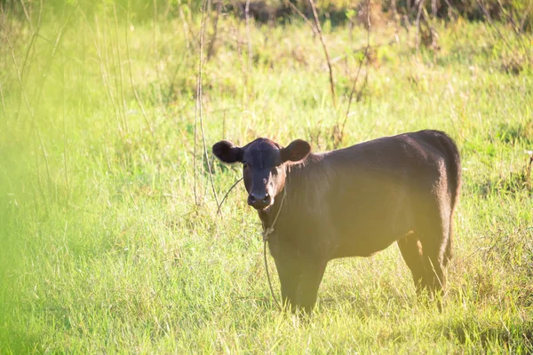 Little brown cow Standing in the middle of the meadow