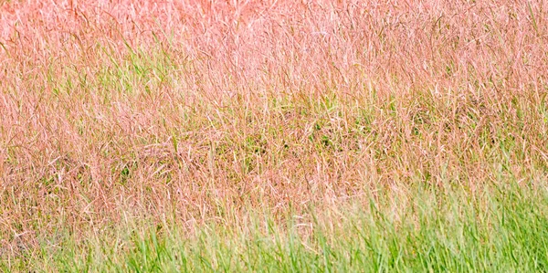 カラフルな草の緑と風と赤の葉 — ストック写真