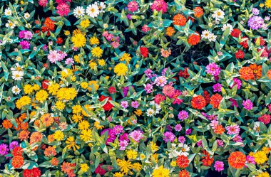 Bahçede Zinnia çiçeği, BirdEyeew birçok renk çiçek