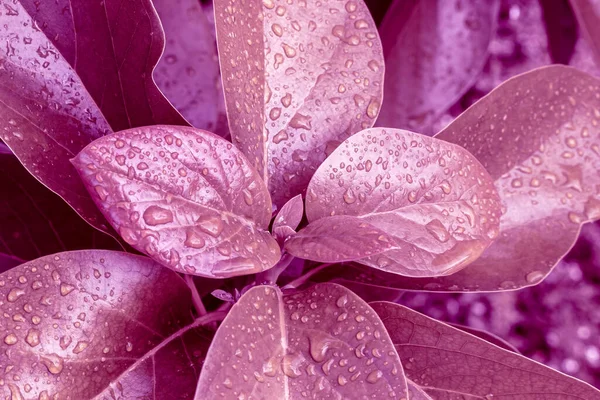 Rain drop on the purple red leaves