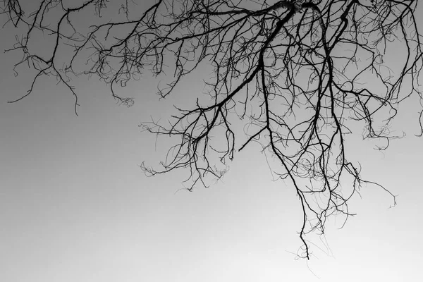 Arbre Bâton Sec Dans Ciel Blanc Fond Noir — Photo