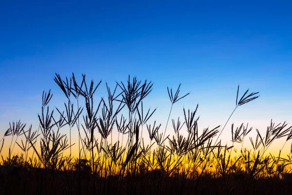 夜明けの光と草の花 — ストック写真