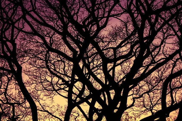 黄色と紫の光を背景にした抽象的な枯木 — ストック写真