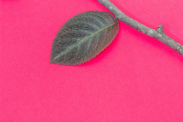 Feuilles Bâton Avec Branche Sèche Sur Fond Rose Style Minimal — Photo