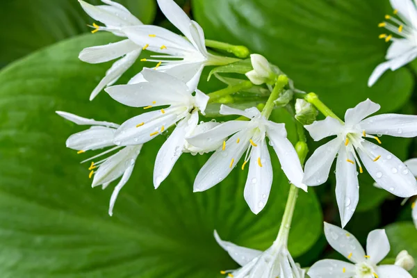 Cardwell Lily Wit Water Druppel Groen Blad — Stockfoto
