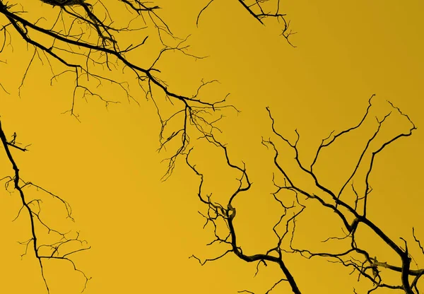 Árbol Ramas Secas Cielo Amarillo Fondo Abstracto — Foto de Stock