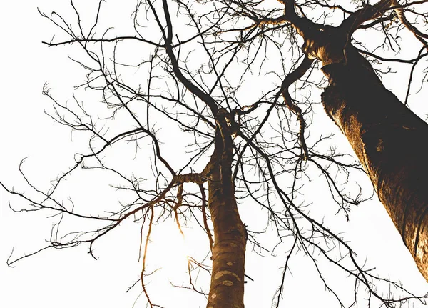 Arbre Sec Avec Lumière Jaune Orangé Soleil Fond Blanc Ciel — Photo