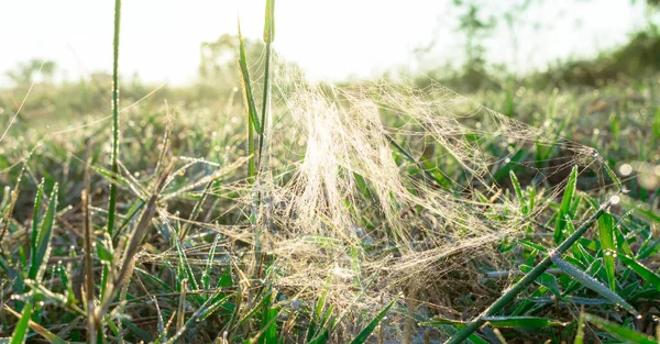 地面に緑の芝生と太陽の光でクモの巣に落ちる 自然背景 — ストック写真