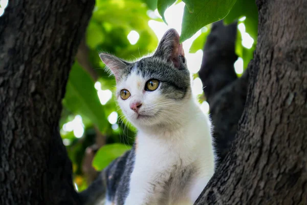 Freche Kätzchen Baum Siehst Mich Ich Verstecke Mich Auf Dem — Stockfoto