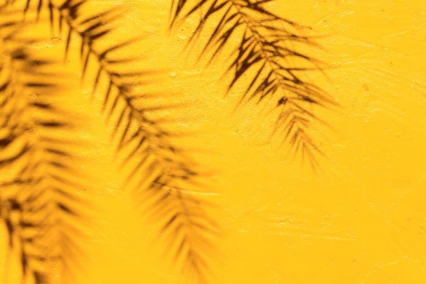 shadows Palm leaf on yellow wall with bright sun light,abstract background