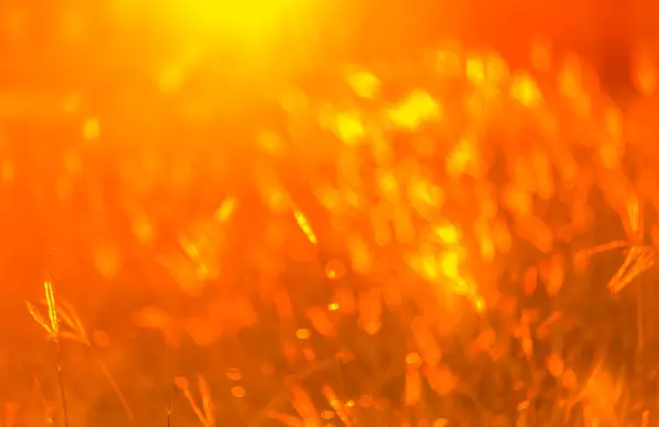 真っ赤な太陽の光とボケの光暑い夏の色を持つぼやけた草原 — ストック写真