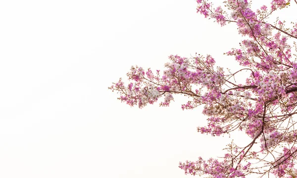 Lagerstroemia Floribunda Jack Fleur Sur Bâton Arbre Avec Fond Blanc — Photo