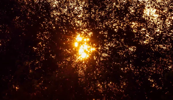 Orange flare light backside shadows tree,star light