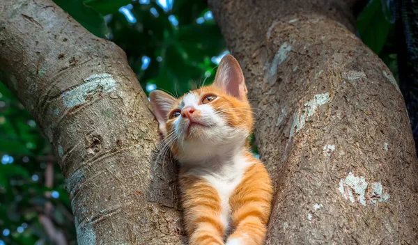 Kleine Katze Einsamer Stimmung Auf Baum — Stockfoto