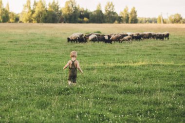 Koyun sürüsüyle tarlada küçük bir çocuk