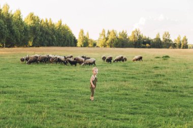 Sahadaki küçük çocuk, koyunlarıyla kameraya bakıyor.