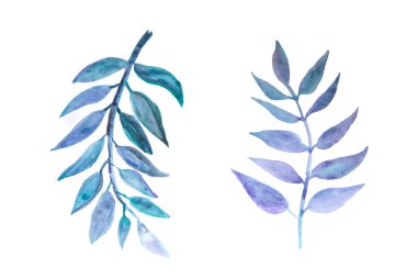 suluboya 2 yeşil okaliptüs dalı çizer