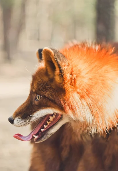 Portrait Gros Plan Renard Roux Regardant Vers Gauche — Photo