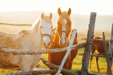 Gün batımında ahırda iki güzel at.