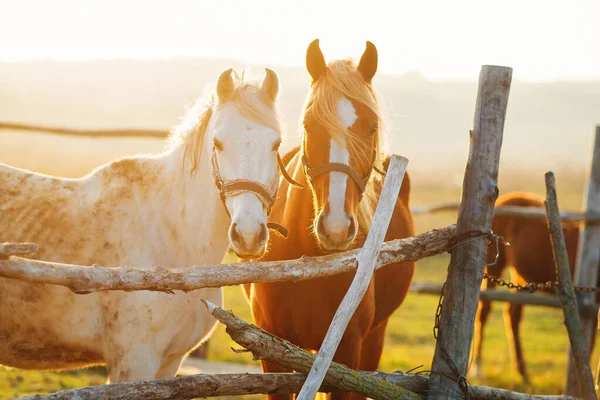 Gün batımında ahırda iki güzel at.
