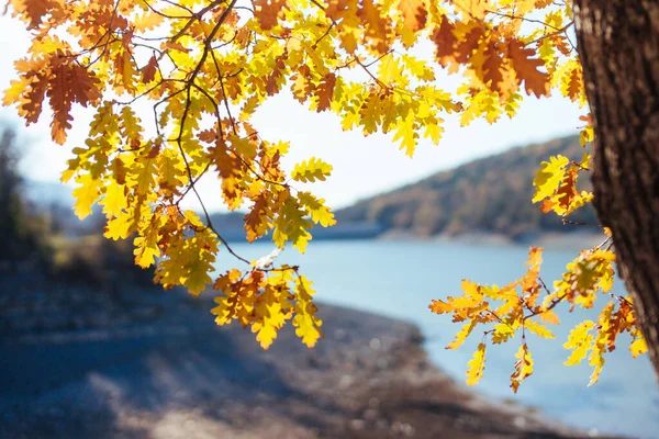 Işık yine bir meşe ağacının sarı sonbahar yapraklarına düşer.
