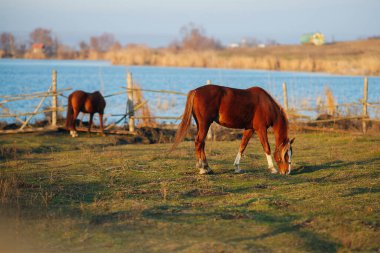 İki kırmızı at gölün yanındaki bir tarlada otluyor..