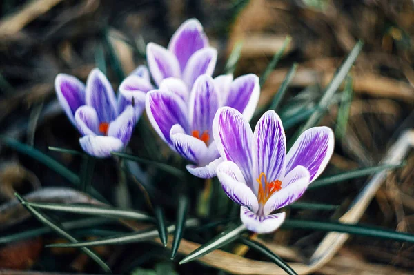 Parlak mor timsahlar bir bahar ormanında toprakta yetişir..
