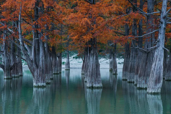 Akşamları sonbahar gölünde kızıl bataklık selvileri.