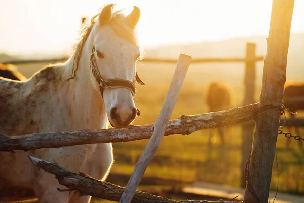 Gün batımında at ahırında.