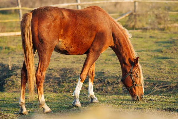 Kahverengi at çayırda otluyor.