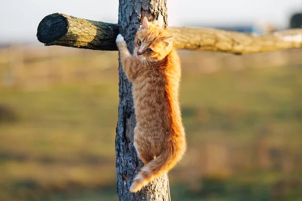 Yazın çiftlikteki sevimli kırmızı kedi yavrusu.