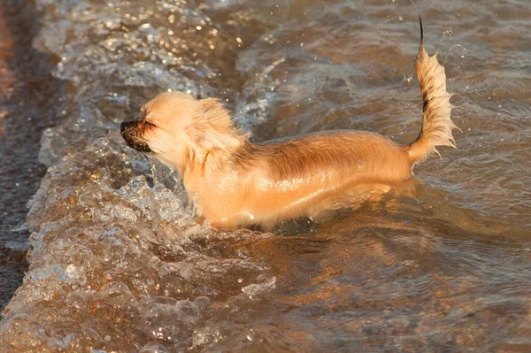 Islak, uzun saçlı, kahverengi bir Chihuahua köpeği denizden dalgalar halinde çıkar..