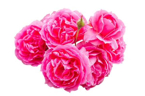 Gyönyörű Rózsaszín Rózsák Vízcseppekkel Szirmokon — Stock Fotó