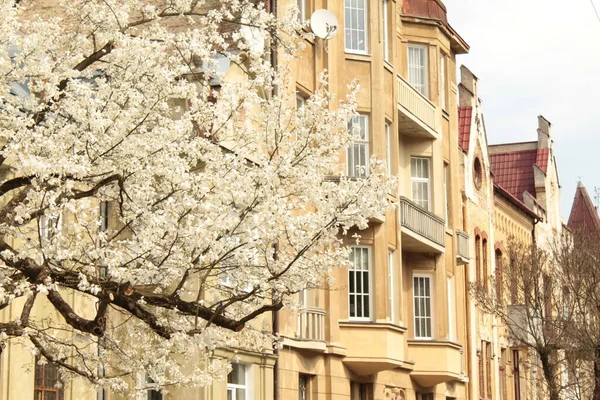 Modern mimarisi olan sokaklarda çiçek açan ağaçlar.