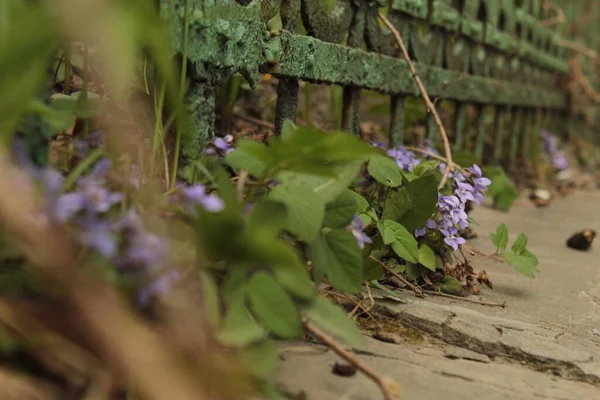 Lviv 'deki eski çit boyunca küçük mavi çiçekler filizlenir.